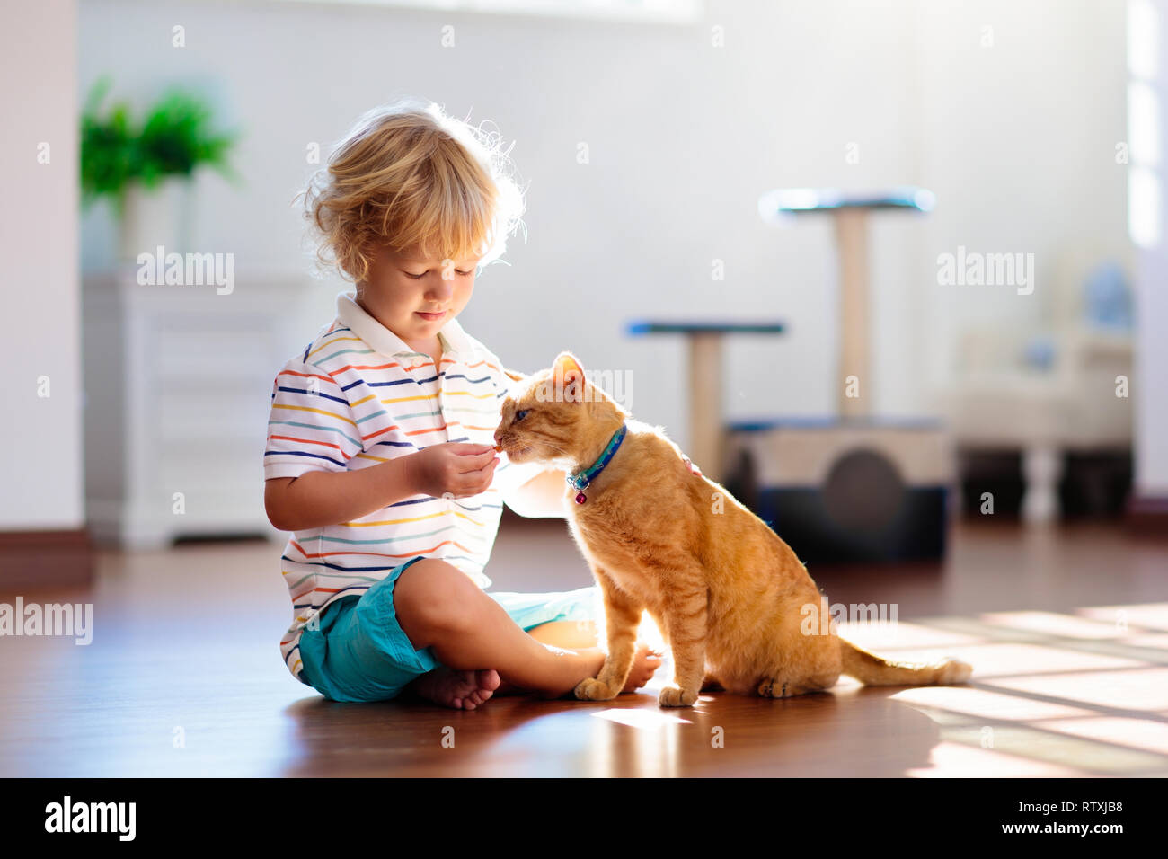 Bambini che giocano con il gatto di casa. Bambini e animali domestici. Little Boy alimentazione e petting carino color zenzero cat. Gatti tree e scratcher nel salotto interno. Foto Stock