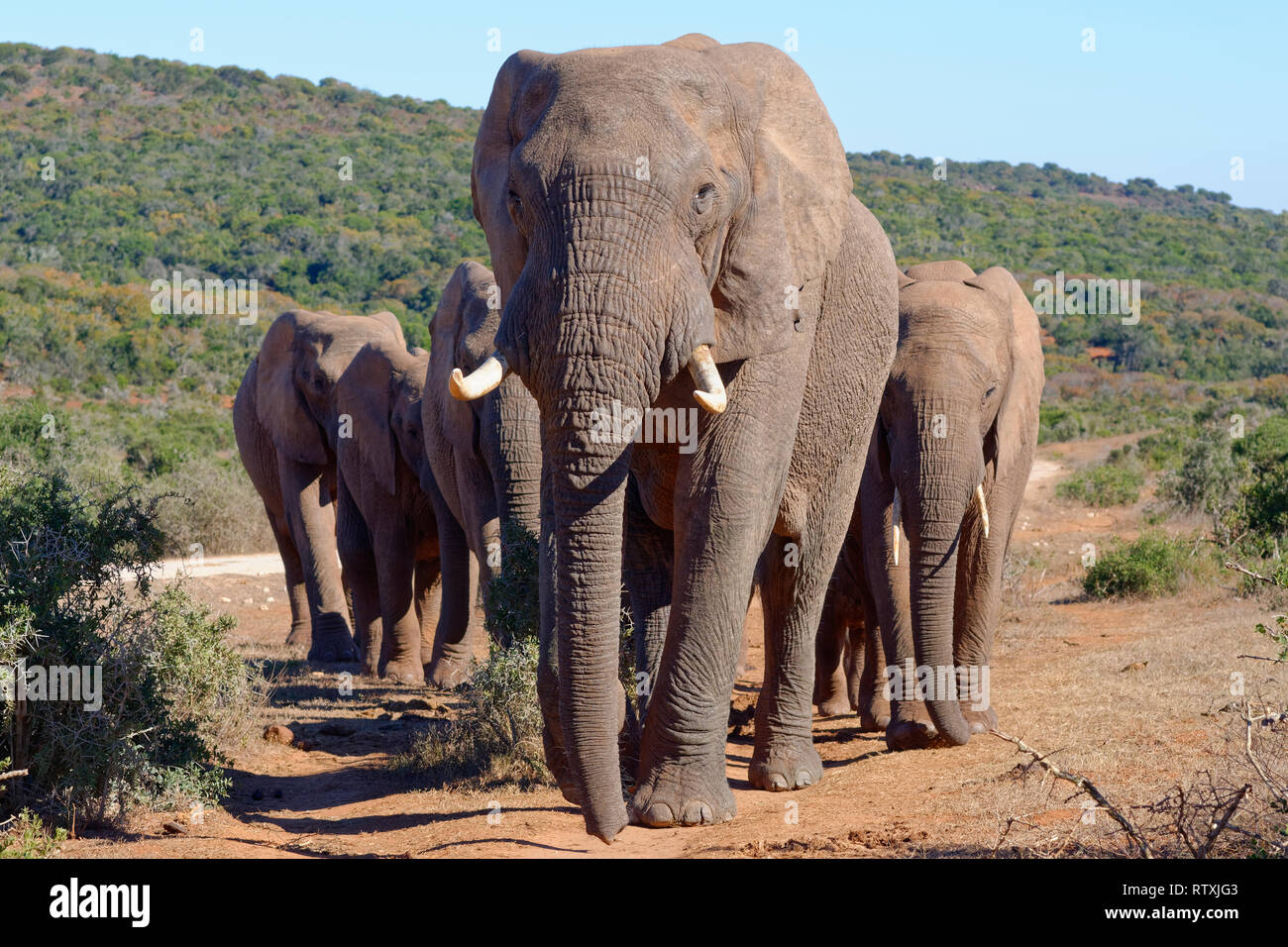 Bush africano Elefante africano (Loxodonta africana), allevamento camminando su un percorso sterrato, elefante maschio in piombo, Addo Elephant National Park, Capo orientale, Sud Foto Stock