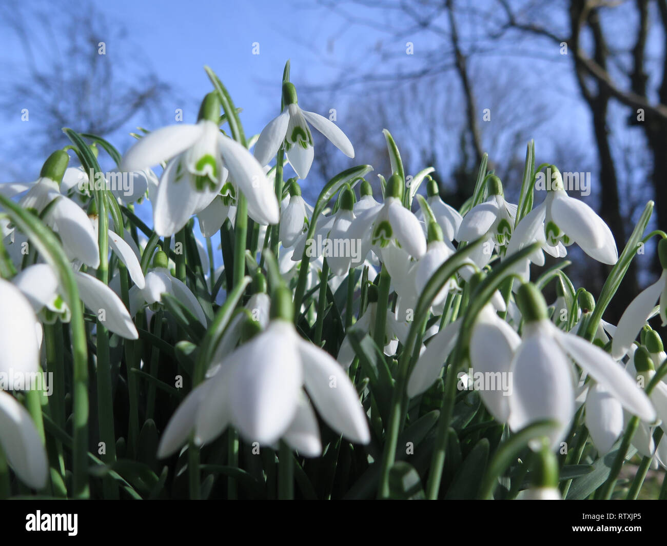 Snowdrops Suffolk in Inghilterra Foto Stock