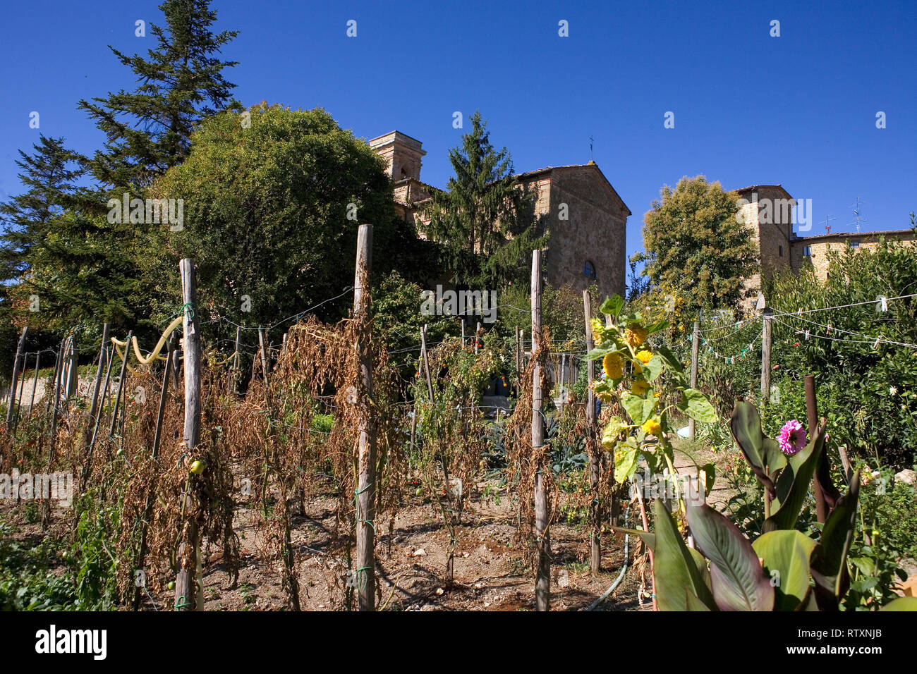 Il giardino vegetale attaccato a La Bottega, il ben noto ristorante osteria in Volpaia, Toscana, Italia Foto Stock