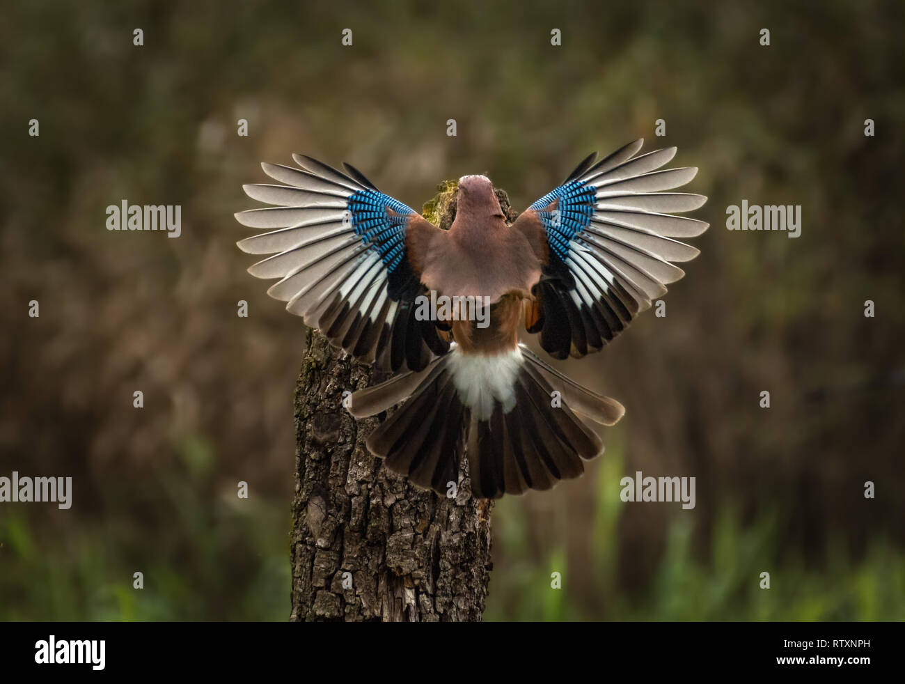 Eurasian Jay (Garrulus glandarius) con ali spiegate da dietro in una foresta Foto Stock