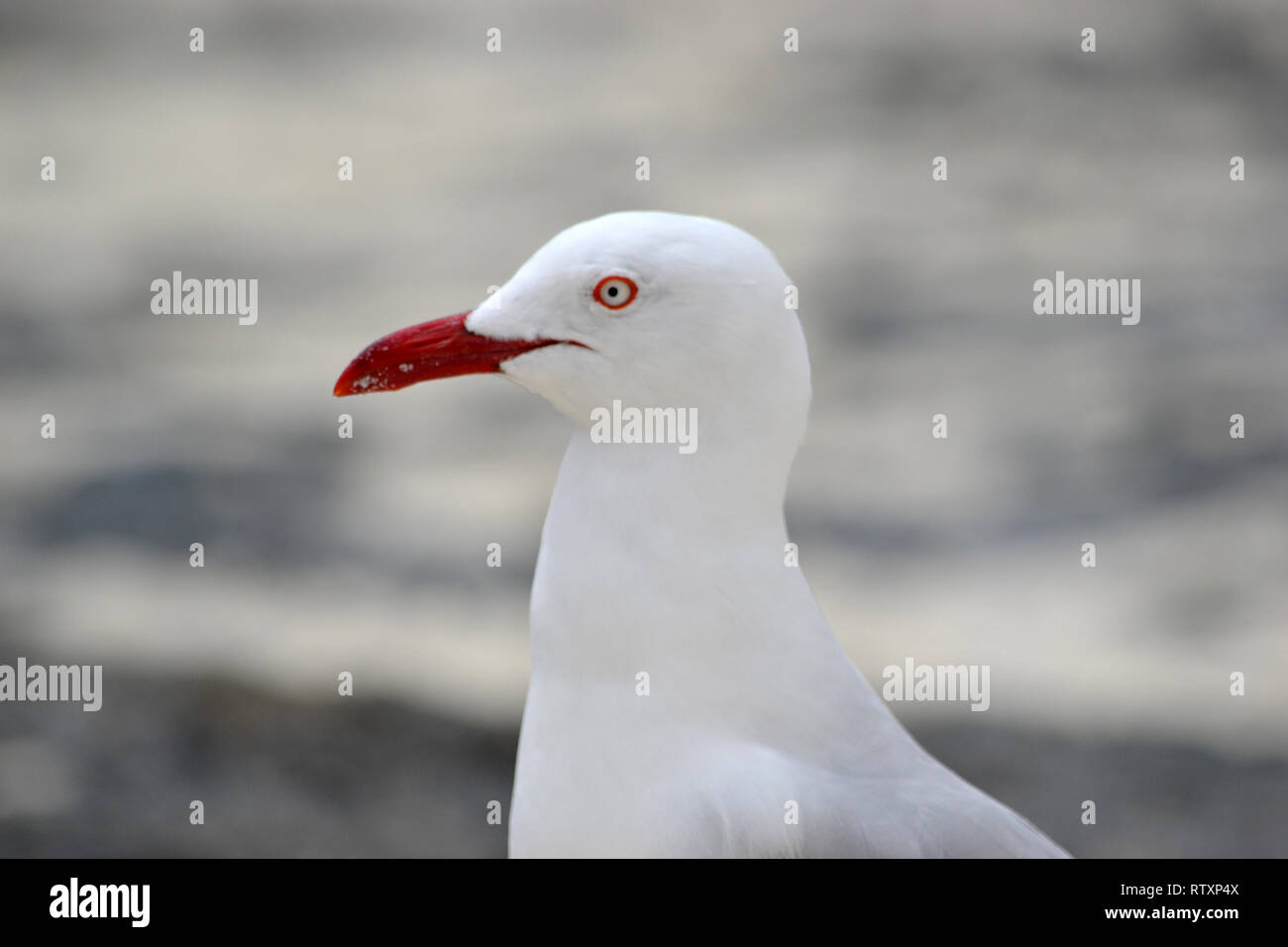 Gabbiano argento, Chroicocephalus novaehollandiae, La Piscine Naturelle, Ile des Pins, Nuova Caledonia, Sud Pacifico Foto Stock