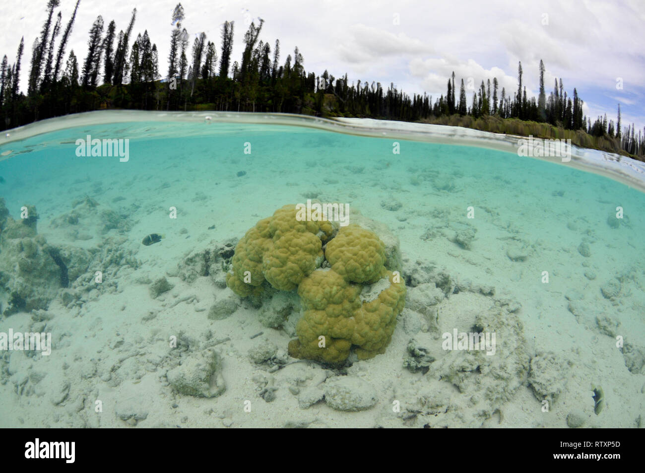 Testa di corallo e conifere intorno La Piscine Naturelle a D'Oro Bay, Iles des Pins, Nuova Caledonia, Sud Pacifico Foto Stock