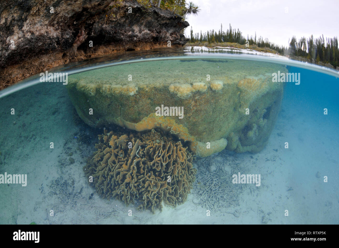 Coral in testa la Piscine Naturelle a D'Oro Bay, Iles des Pins, Nuova Caledonia, Sud Pacifico Foto Stock