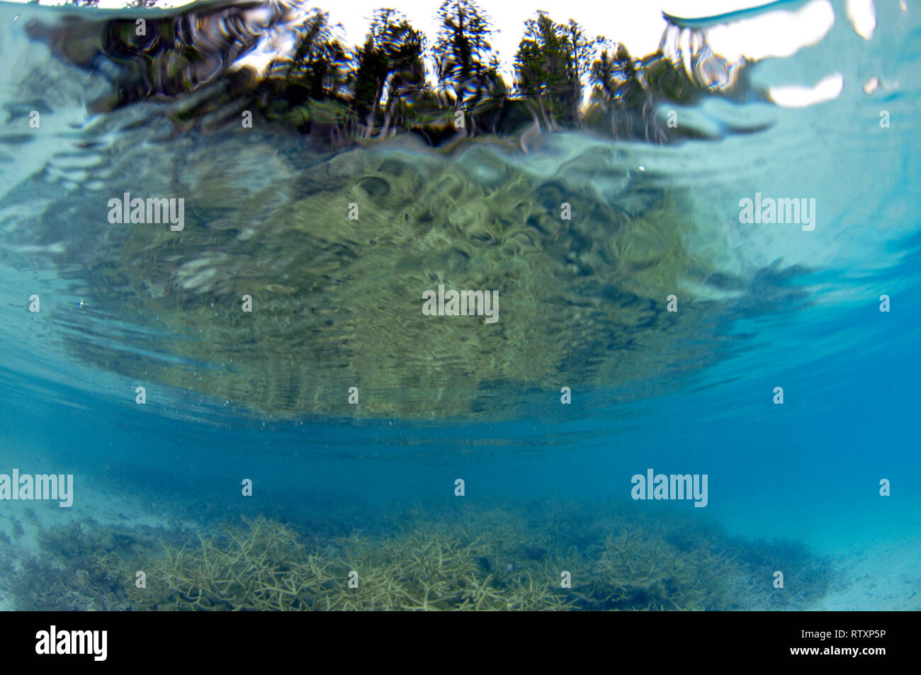 La riflessione di un staghorn coral, Acropora sp., e pini, Iles des Pins, Nuova Caledonia, Sud Pacifico Foto Stock