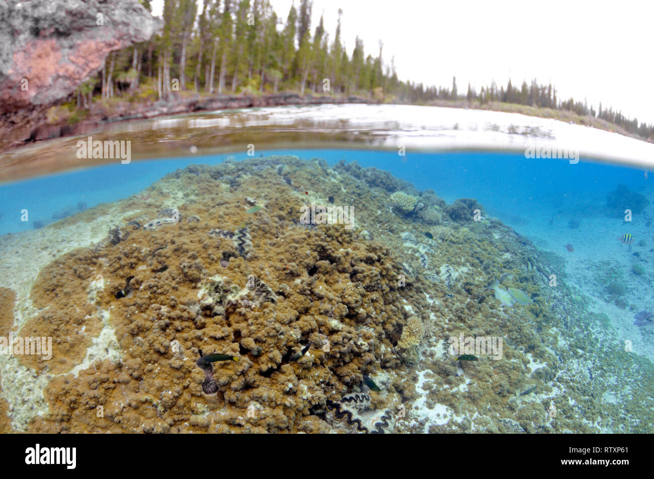 Gli alberi di pino, Araucaria sp., e il paesaggio subacqueo con i coralli e le vongole in La Piscine Naturelle, D'Oro Bay, Iles des Pins, Nuova Caledonia, Sud Paci Foto Stock