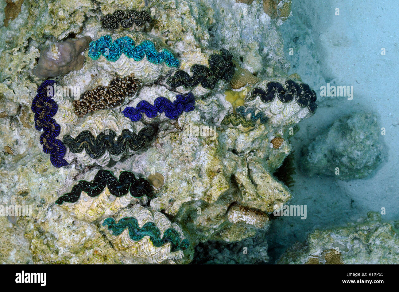 Diverse le vongole, Tridacna sp., incrostato in una roccia in piscine Naturelle a D'Oro Bay, Iles des Pins, Nuova Caledonia, Sud Pacifico Foto Stock