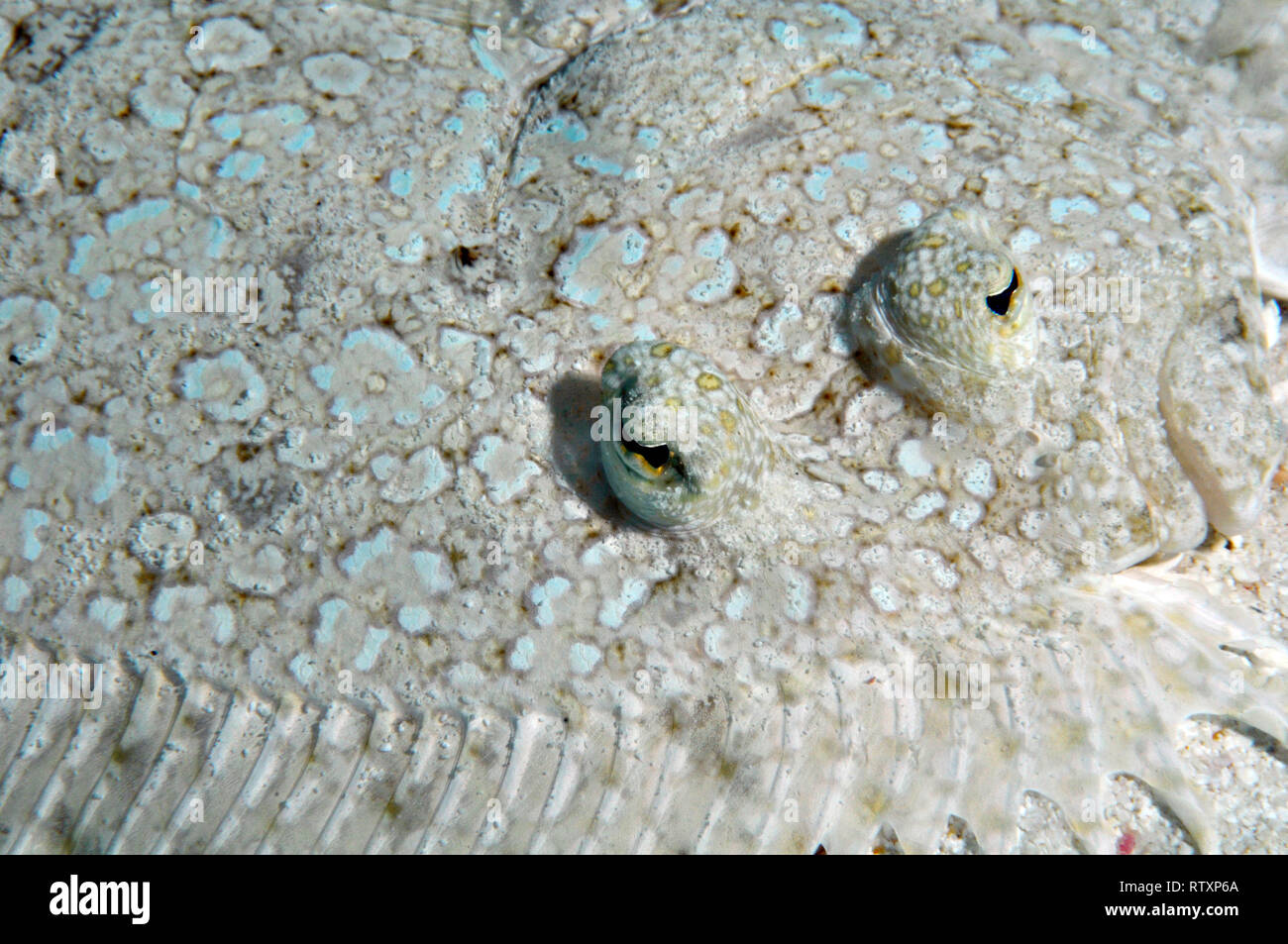 Peacock passera pianuzza, Bothus mancus, occhi dettaglio, Nukuione isolotto off Mata 'Utu, isola di Wallis, Wallis & Futuna, Sud Pacifico Foto Stock