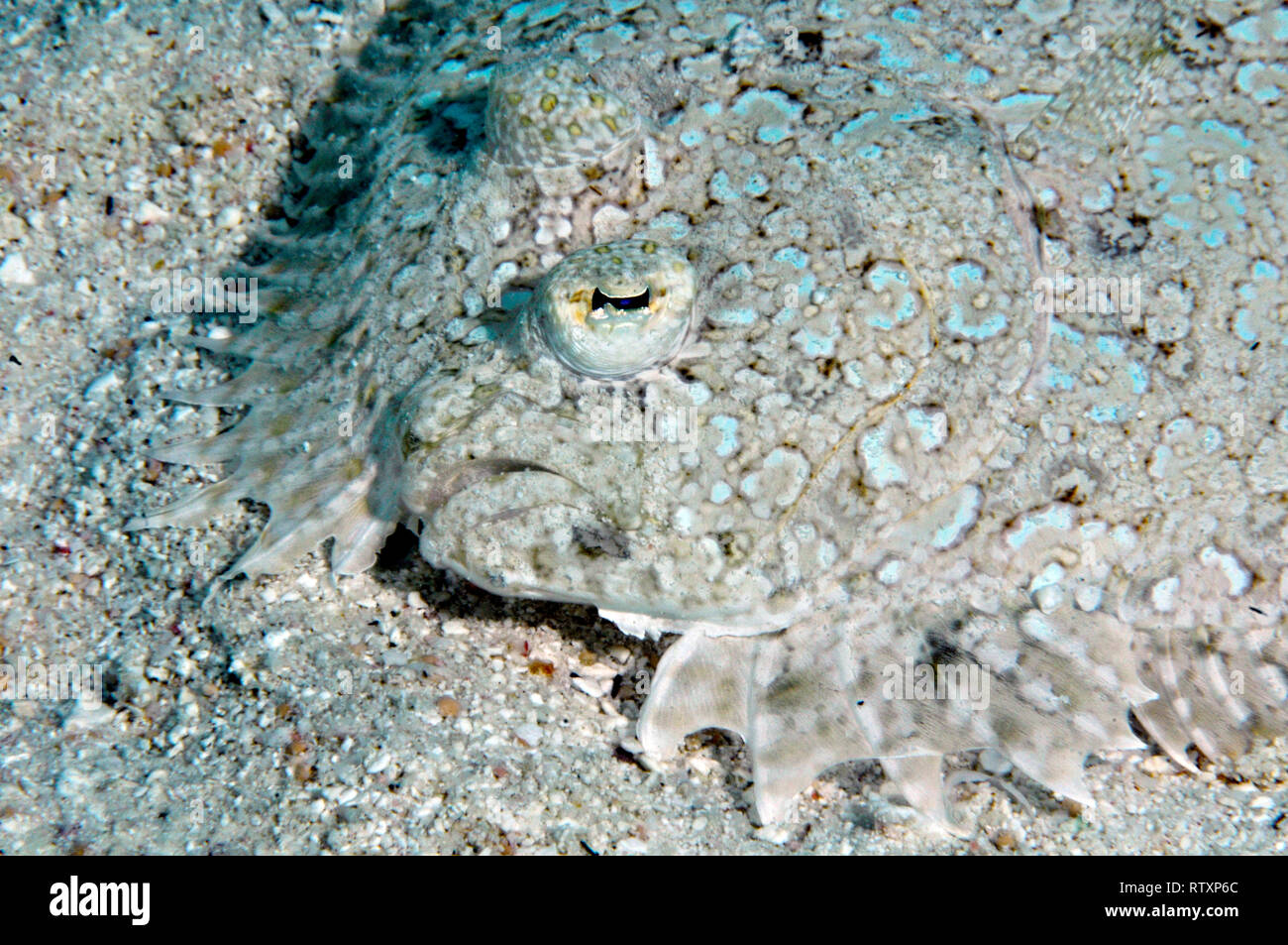 Peacock passera pianuzza, Bothus mancus, Nukuione isolotto off Mata 'Utu, isola di Wallis, Wallis & Futuna, Sud Pacifico Foto Stock