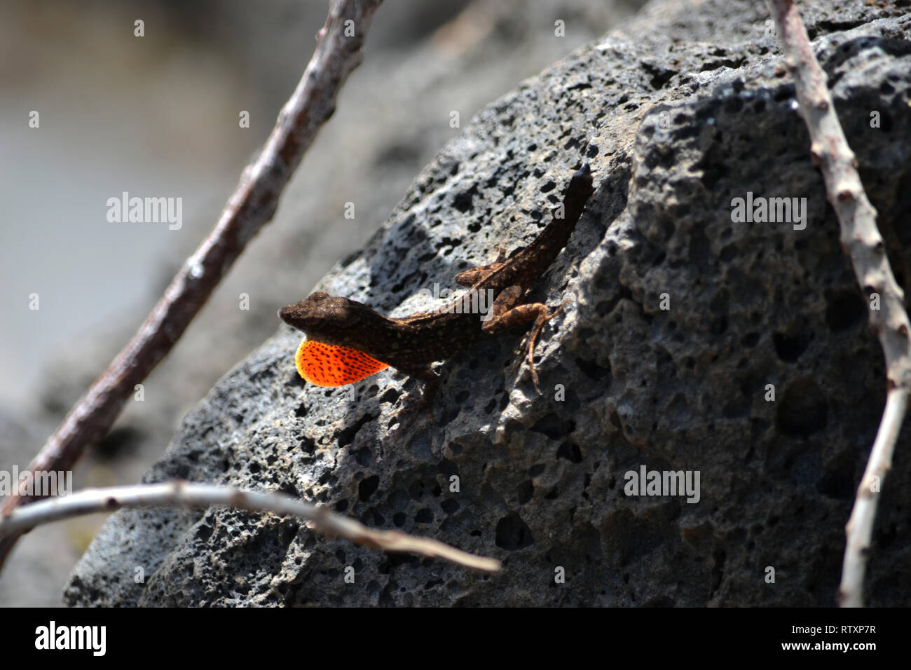 Brown anole estendendo la sua giogaia, Anolis sagrei, Oahu, Hawaii, STATI UNITI D'AMERICA Foto Stock
