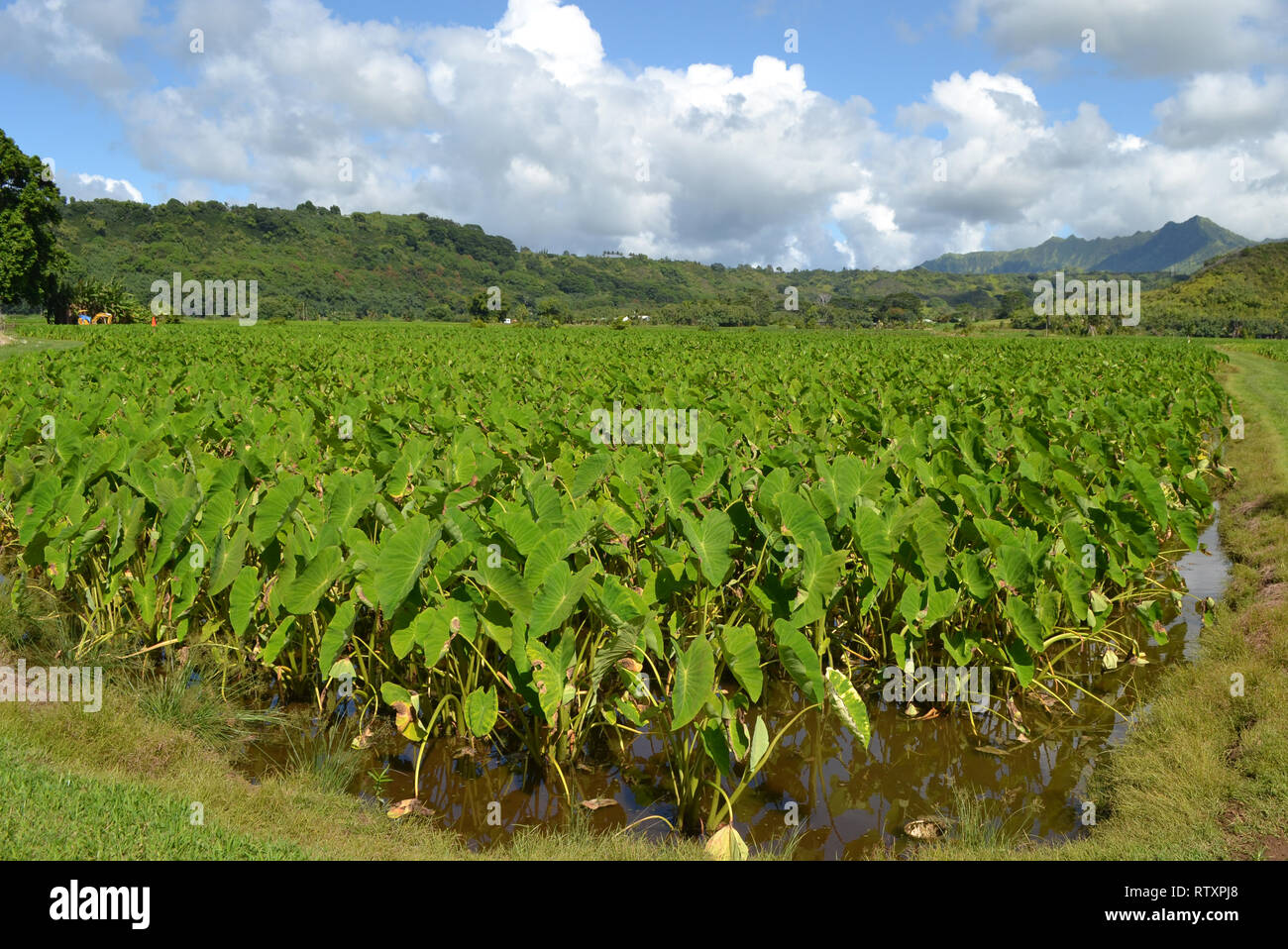La piantagione di Taro, Colocasia esculenta, famiglia Araceae, a valle di Hanalei, Kauai, Hawaii, STATI UNITI D'AMERICA Foto Stock