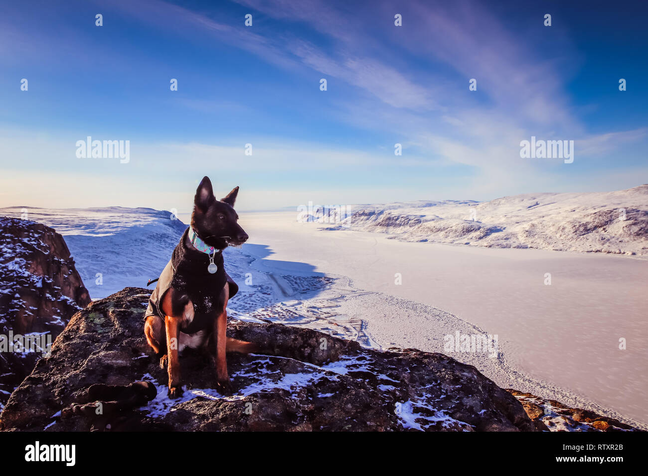 Malinois belga guardando oltre gli Inuit città di Pangnirtung verso la congelati Cumberland Sound durante una escursione invernale. Foto Stock