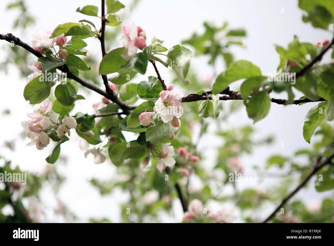 Fiore di apple su albero a giornata di primavera Foto Stock