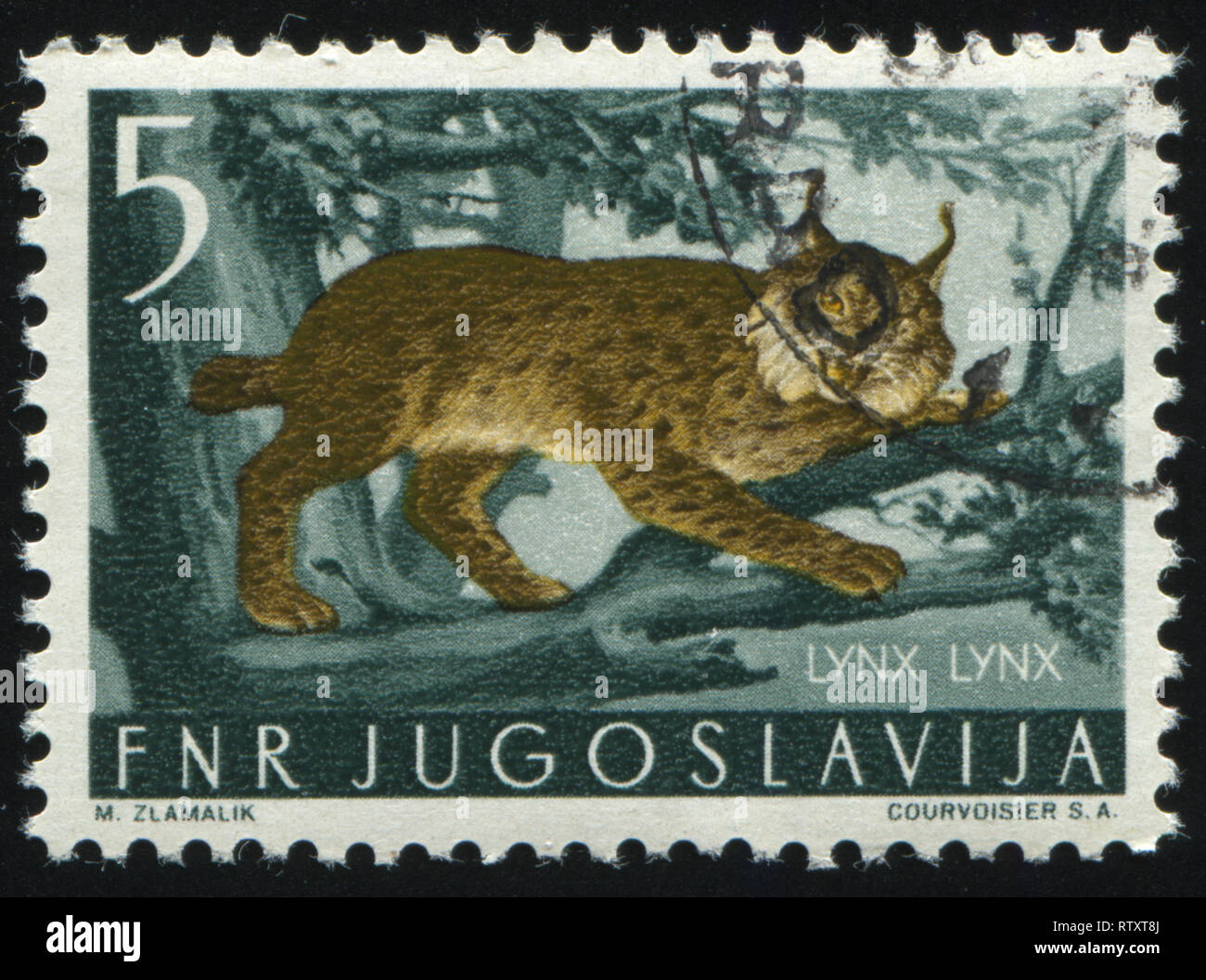 La RUSSIA KALININGRAD, 12 novembre 2016: timbro stampato dalla Iugoslavia, mostra la lince, 1954 circa Foto Stock