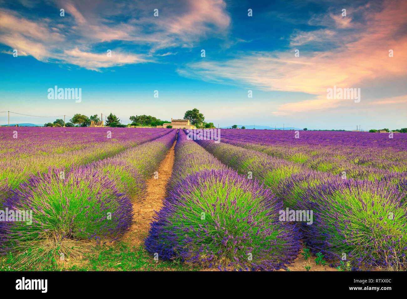 Splendida estate natura paesaggio con viola i campi di lavanda e cielo blu, Valensole, regione della Provenza, Francia, Europa Foto Stock