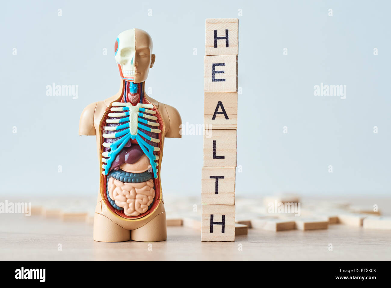 Human organi interni dummy e salute parola fatta di blocchi di legno su sfondo bianco con spazio di copia Foto Stock