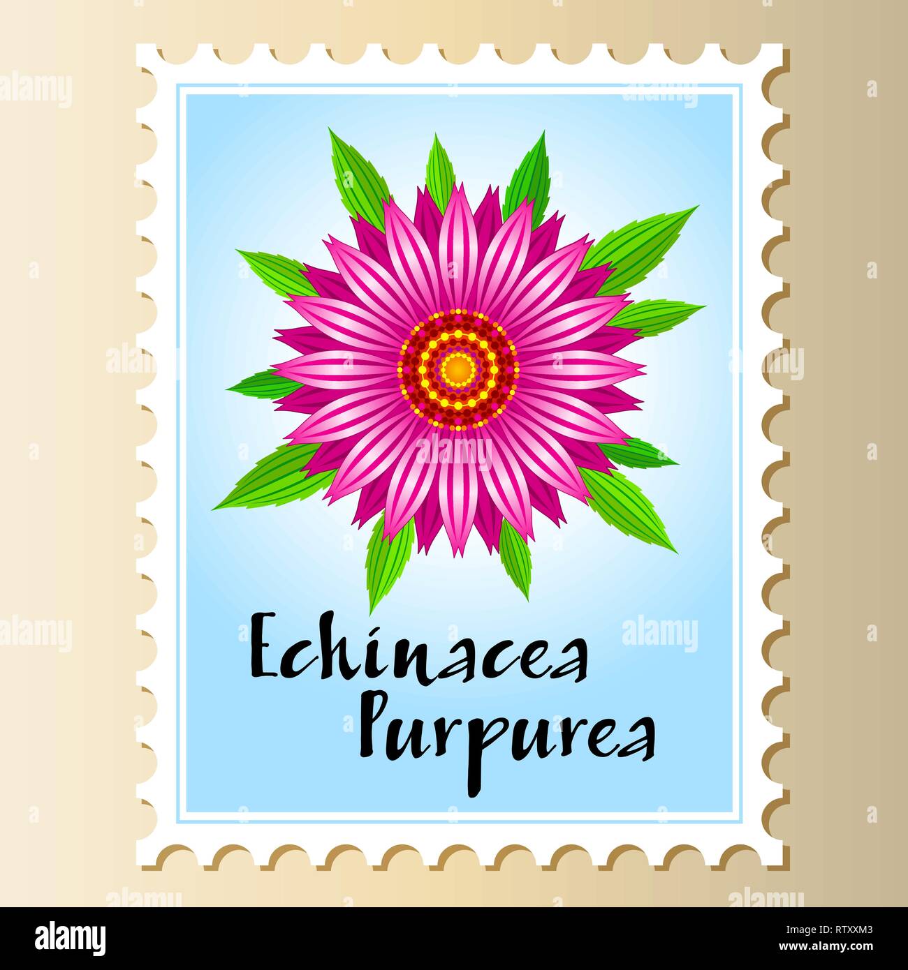Echinacea purpurea fiore vettoriali su un francobollo. Illustrazione Vettoriale