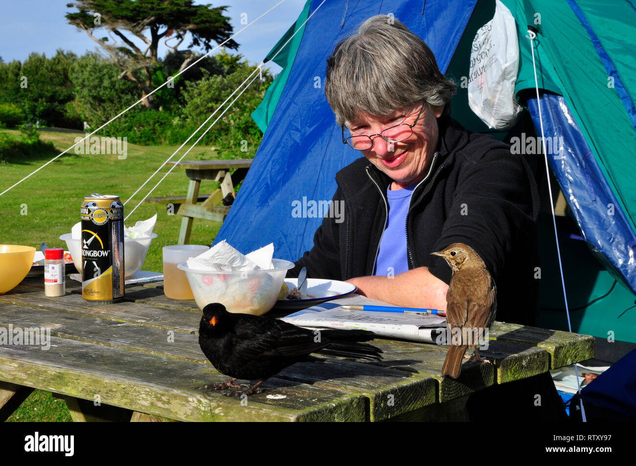 Campeggio a St Marys,Isole Scilly.Gli uccelli sono tame e preparati a condividere qualsiasi cibo con i campeggiatori. La Cornovaglia. Inghilterra, Regno Unito. Foto Stock