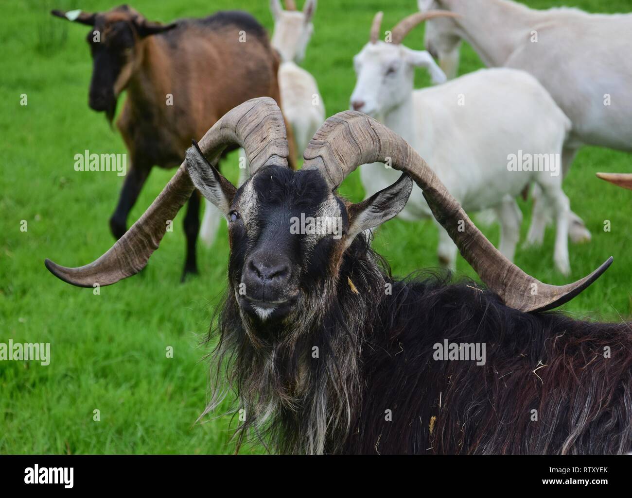 Ritratto di un imponente maschio di capra, cieca da un occhio, con lunghe corna e lungo cappotto. Altri caprini in background. Foto Stock