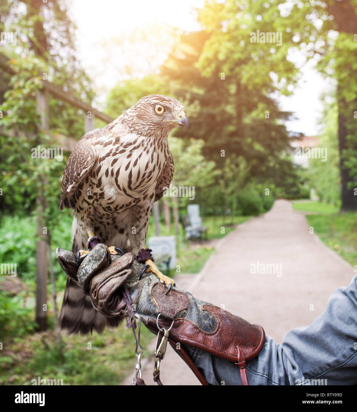 Hawk all'esterno. Hawk bird su mano umana Foto Stock