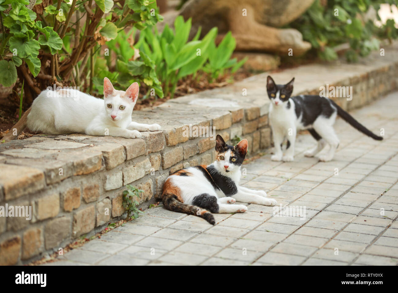 Tre colori (bianco nero e arancio) cat, disteso sul marciapiede in giardino, con altri due gatti randagi intorno a lei. Foto Stock