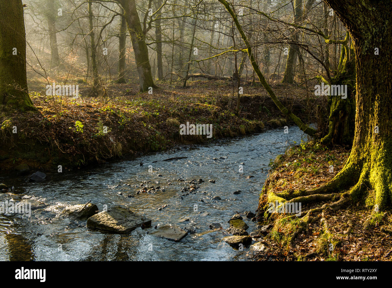 La Foresta di Dean su un inverno mattina Gloucestershire con bella luce e raggi solari provenienti attraverso gli alberi. Foto Stock