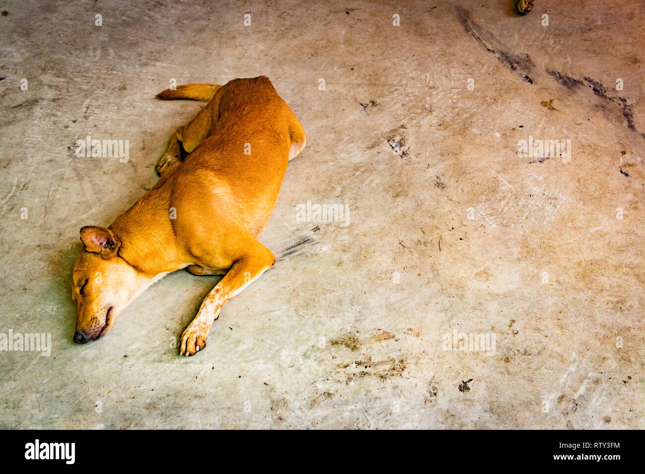 Cane dorme in chinatown street kuala Lumpur in Malesia Foto Stock