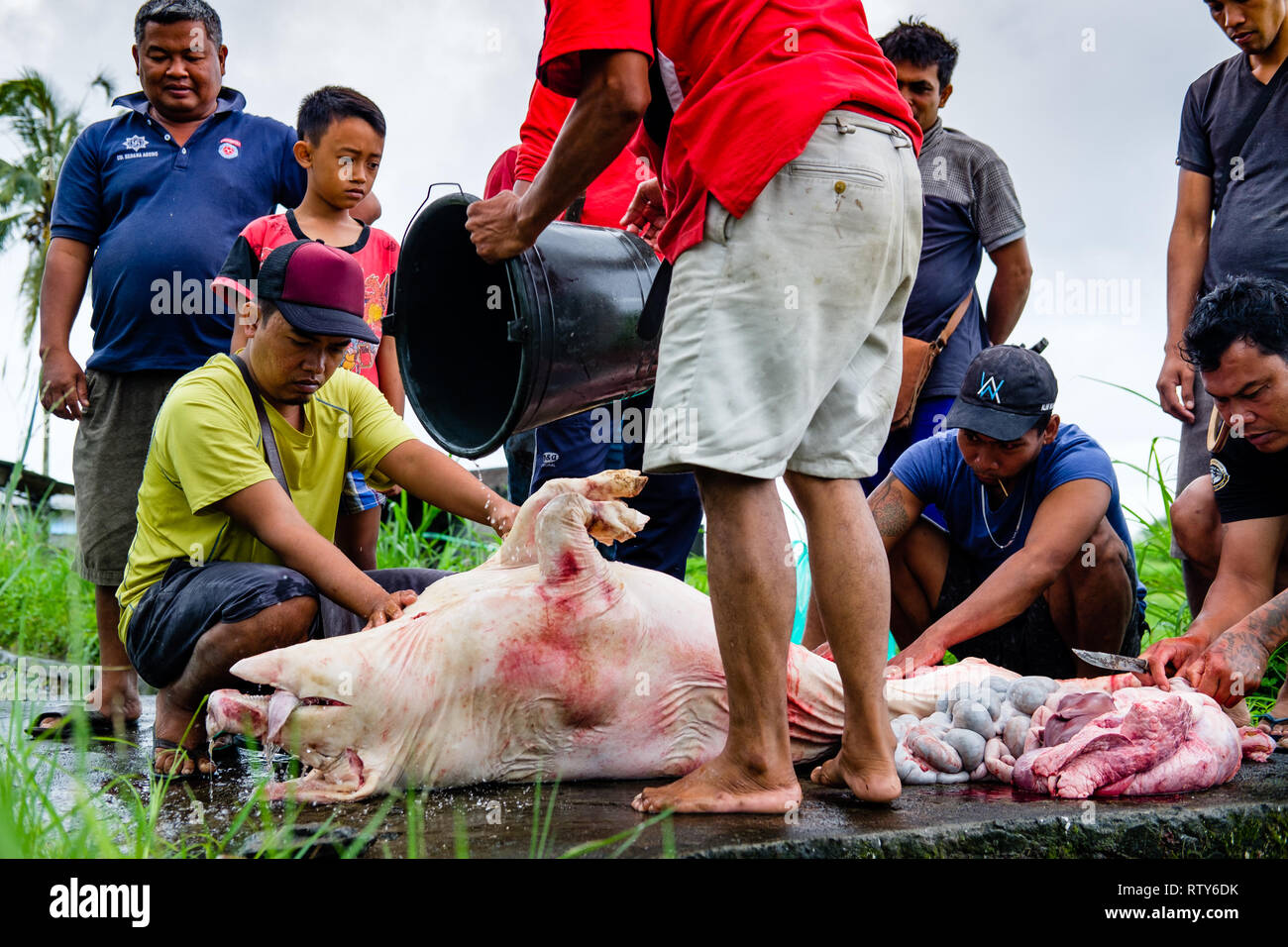 Come parte di Galungan, un indù Balinese vacanza, un giorno prima di Penampahan un maiale è macellato da abitanti di un villaggio che poi viene condivisa tra la Comunità Foto Stock