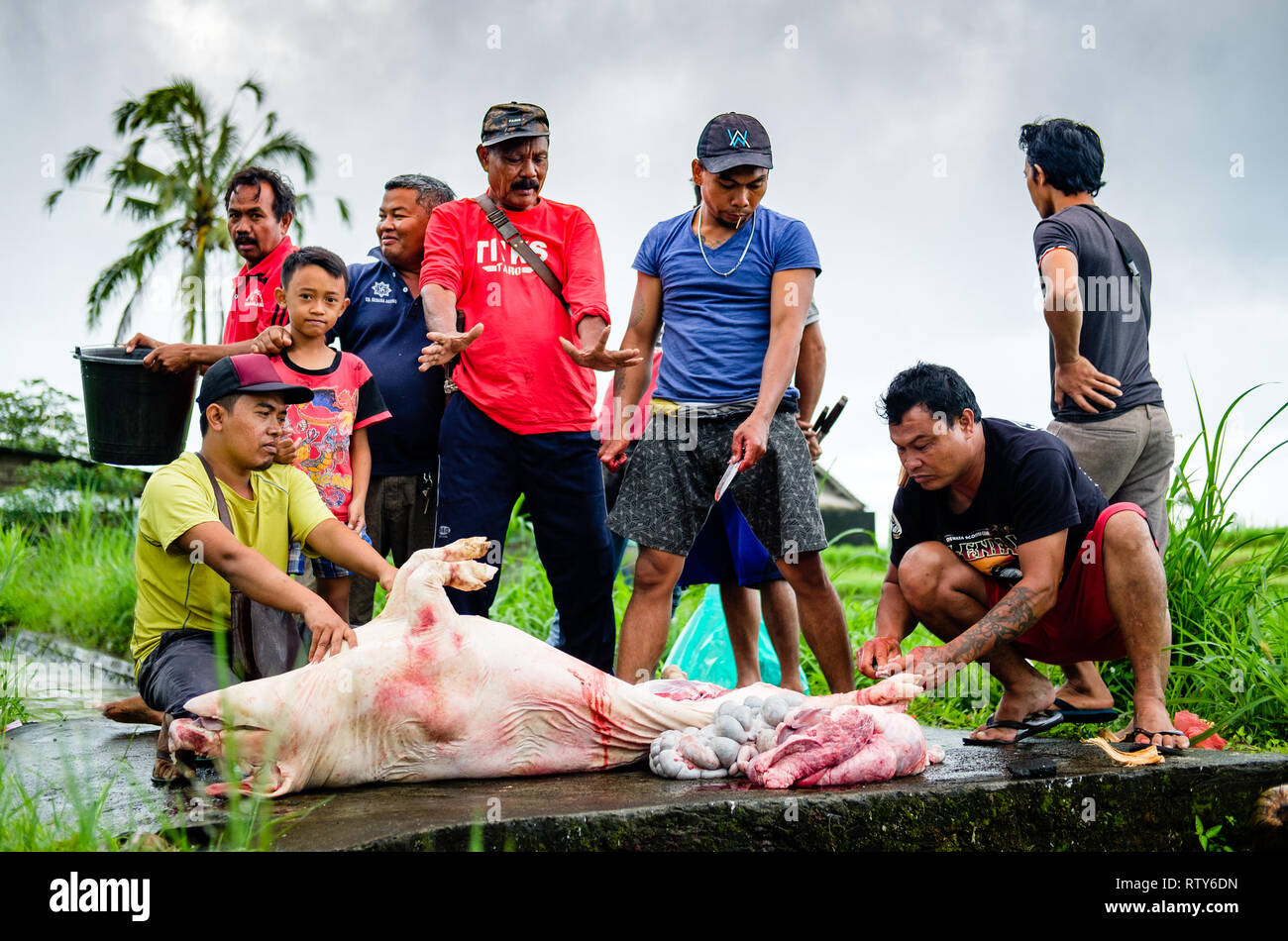 Come parte di Galungan, un indù Balinese vacanza, un giorno prima di Penampahan un maiale è macellato da abitanti di un villaggio che poi viene condivisa tra la Comunità Foto Stock