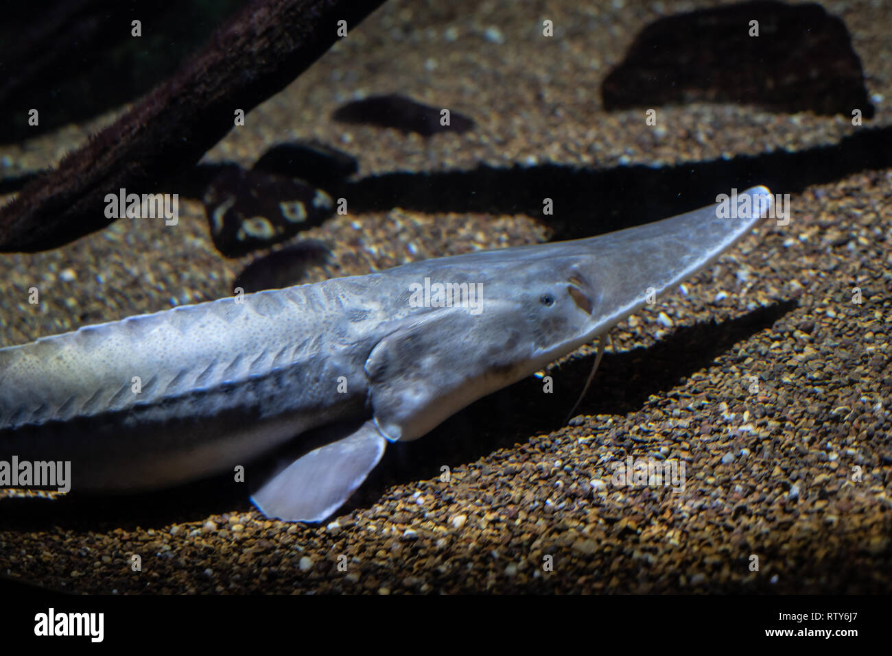 Pallida storione (Scaphirhynchus albus) è una specie in via di estinzione Foto Stock