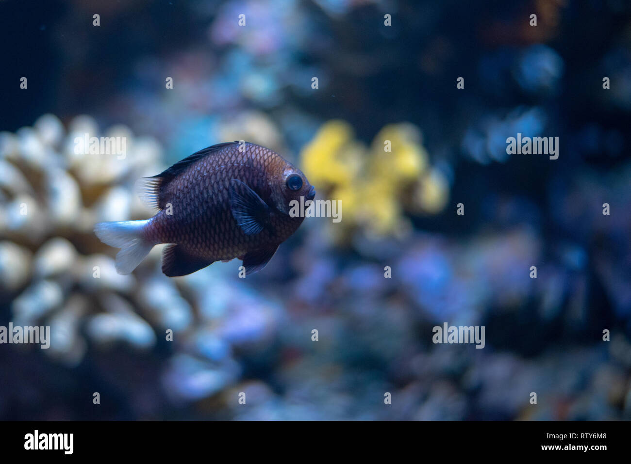 Nero dascyllus hawaiano (Dascyllus albisella) Foto Stock