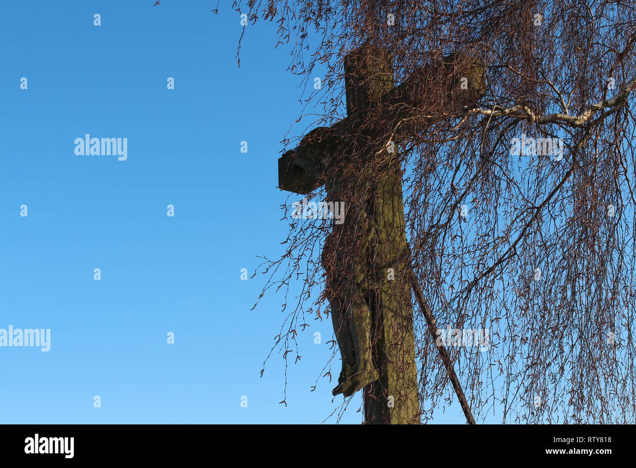 Giallo fiore giardino Foto Stock