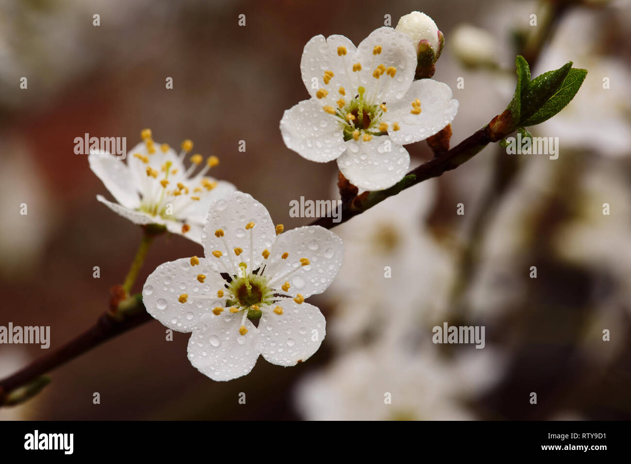 Siepe il primo giorno di primavera meteorologica. Il Cherry Plum è la prima specie di Prunus in fiore in primavera NEL REGNO UNITO. Foto Stock