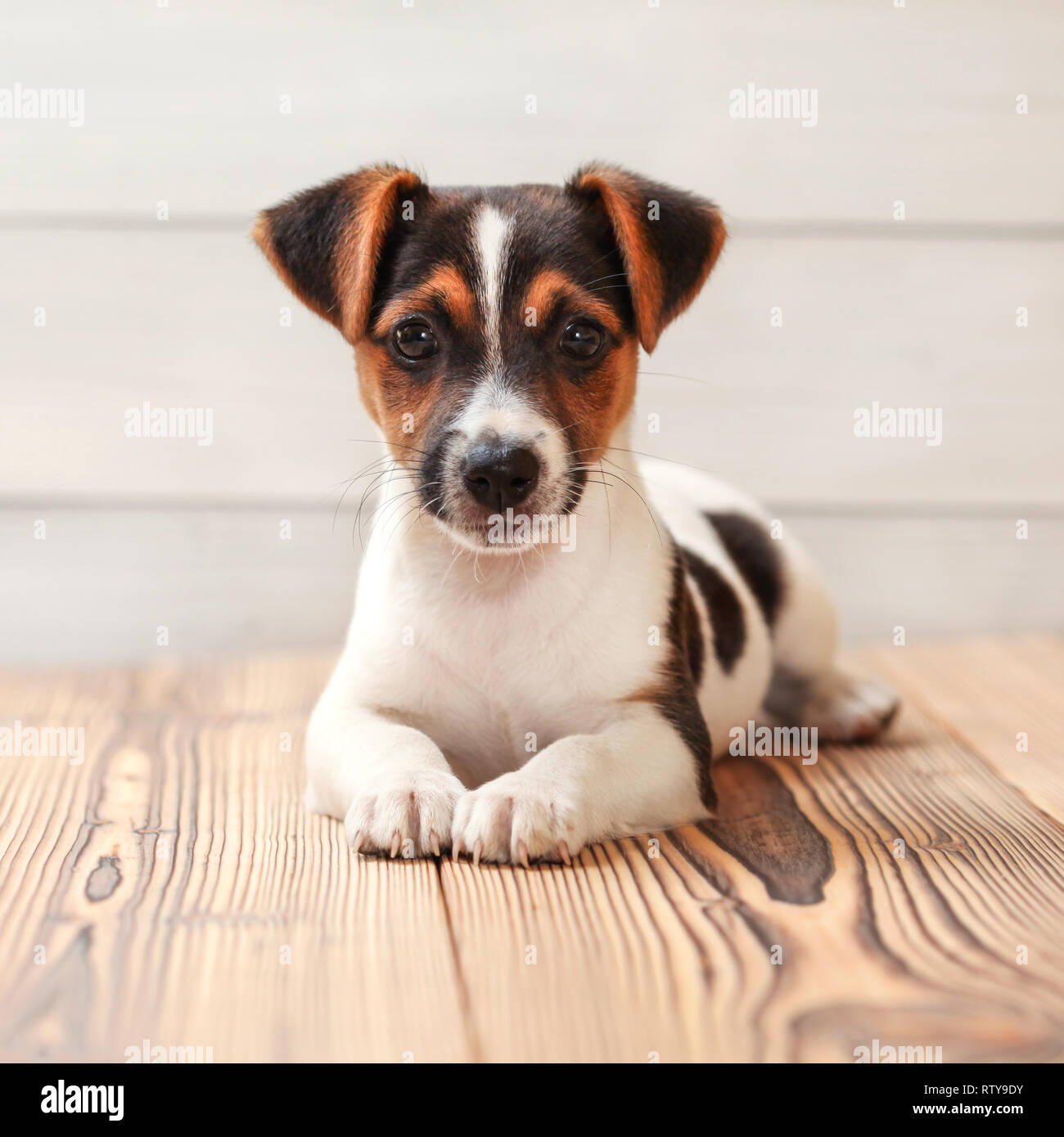 Jack Russell Terrier cucciolo, posa su schede piano. Studio shot. Foto Stock