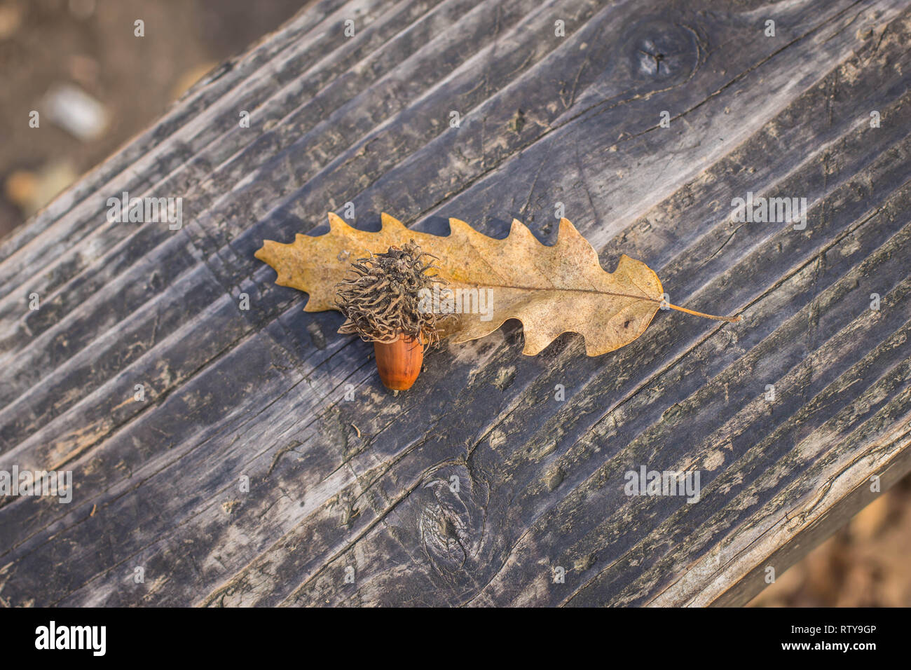 Coppia ghiande e caduta foglie di cerro, nome latino Quercus cerris nella foresta Kosutnjak a Belgrado in Serbia Foto Stock