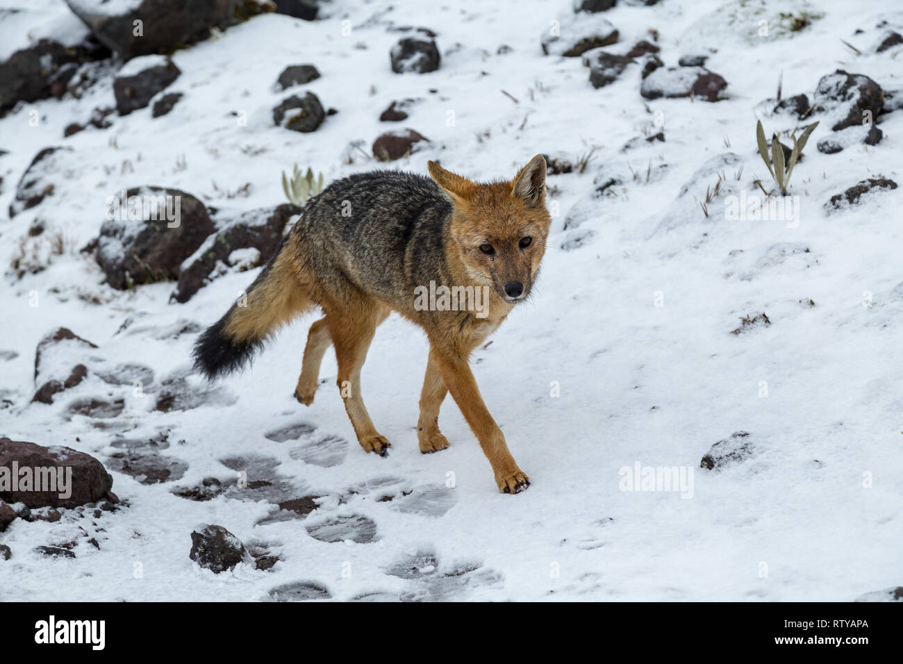 Lupo o fox andina passeggiate sulla neve dietro gli alpinisti Foto Stock