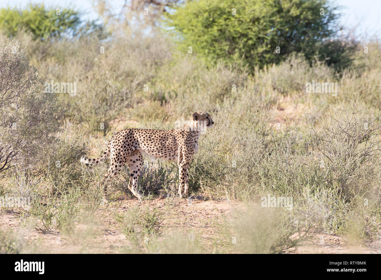 Cheetah, Acinonyx jubatus, Kgalagadi Parco transfrontaliero, Northern Cape, Sud Africa. In piedi singola vista laterale in habitat naturale vicino a Mata Mata Foto Stock