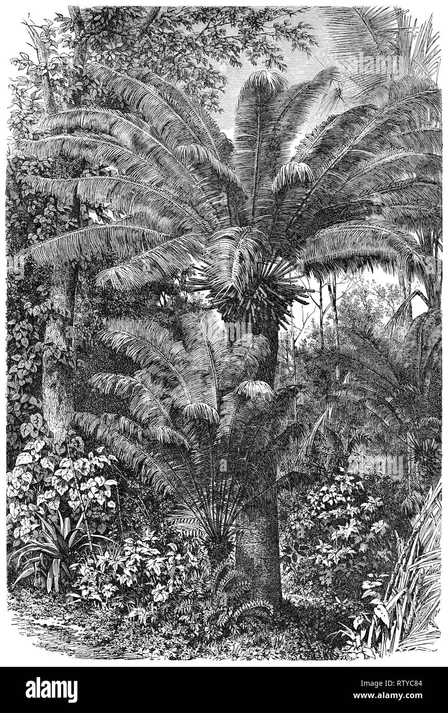 1880 vintage incisione di un albero di palma in Madagascar. Foto Stock