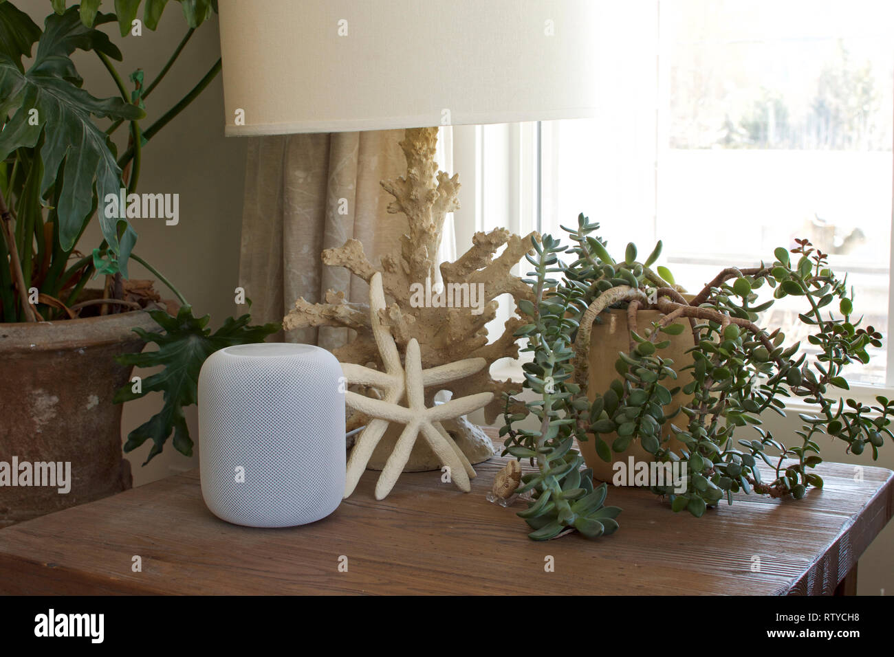 Un Apple HomePod altoparlante su un fine tabella accanto a una lampada di piante succulente e una stella di mare Foto Stock