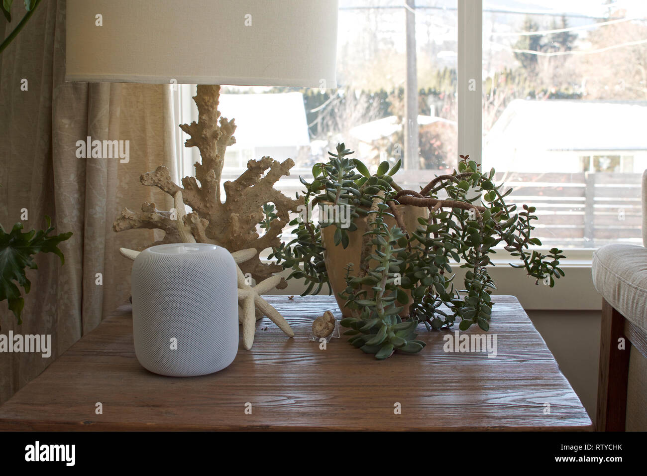 Un Apple HomePod altoparlante su un fine tabella accanto a una lampada di piante succulente e una stella di mare Foto Stock