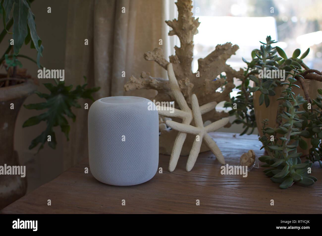 Un Apple HomePod altoparlante su un fine tabella accanto a una lampada di piante succulente e una stella di mare Foto Stock