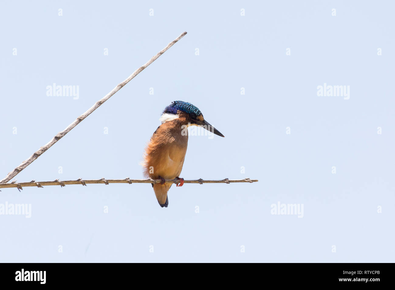 I capretti Malachite Kingfisher (Alcedo cristata) appollaiato sul ramo in estate, Western Cape in Sud Africa. Blue sky con spazio di copia Foto Stock