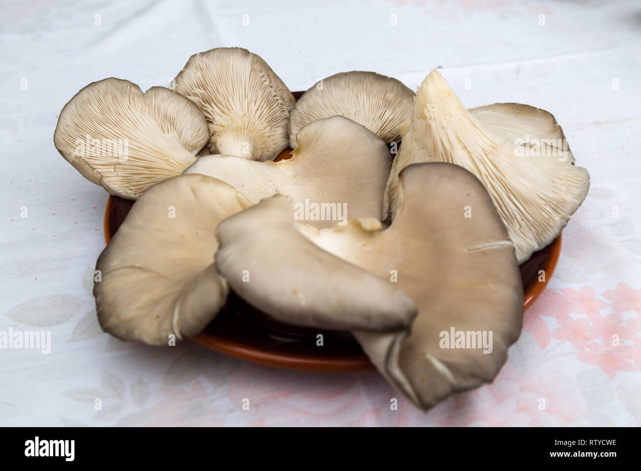 Oyster fungo commestibile, carnosi e di buon gusto apprezzato nella gastronomia Foto Stock Oyster fungo commestibile, carnosi e di buon gusto apprezzato nella gastronomia Foto Stock