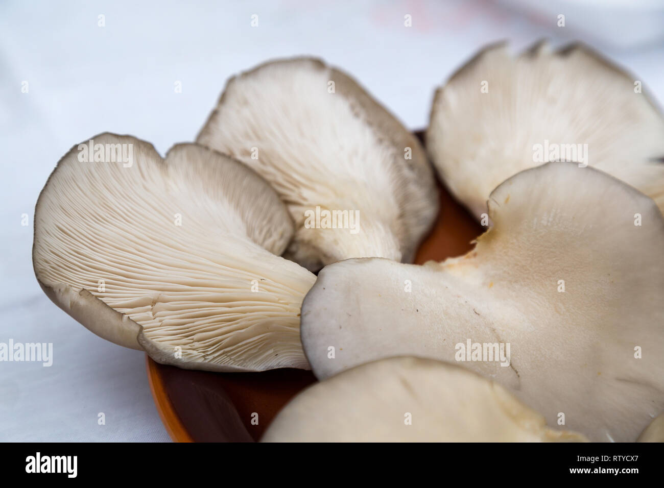 Oyster fungo commestibile, carnosi e di buon gusto apprezzato nella gastronomia Foto Stock Oyster fungo commestibile, carnosi e di buon gusto apprezzato nella gastronomia Foto Stock
