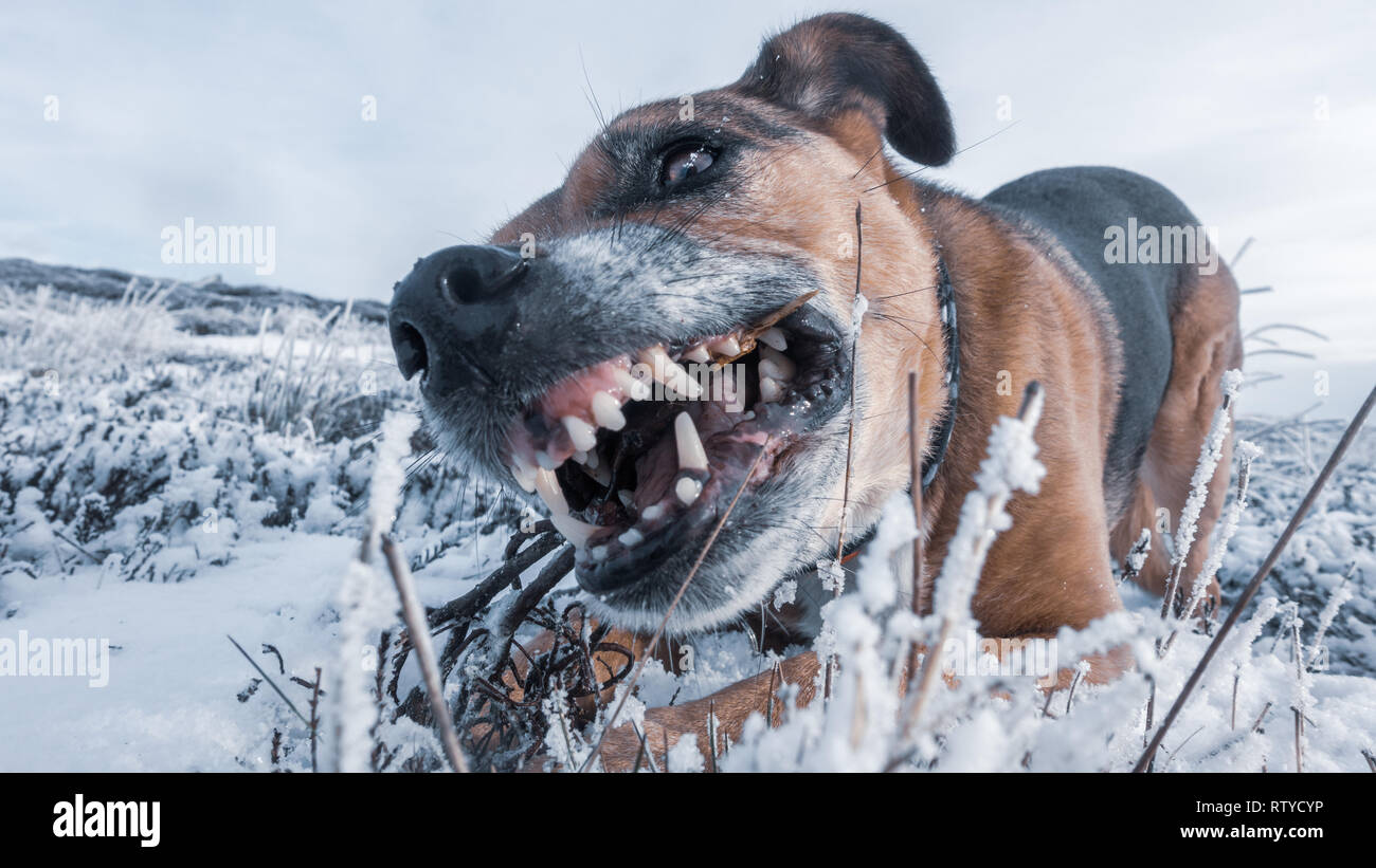 Close up di un cane senior masticare un bastone nella neve con denti bianchi un aspetto sano. Foto Stock
