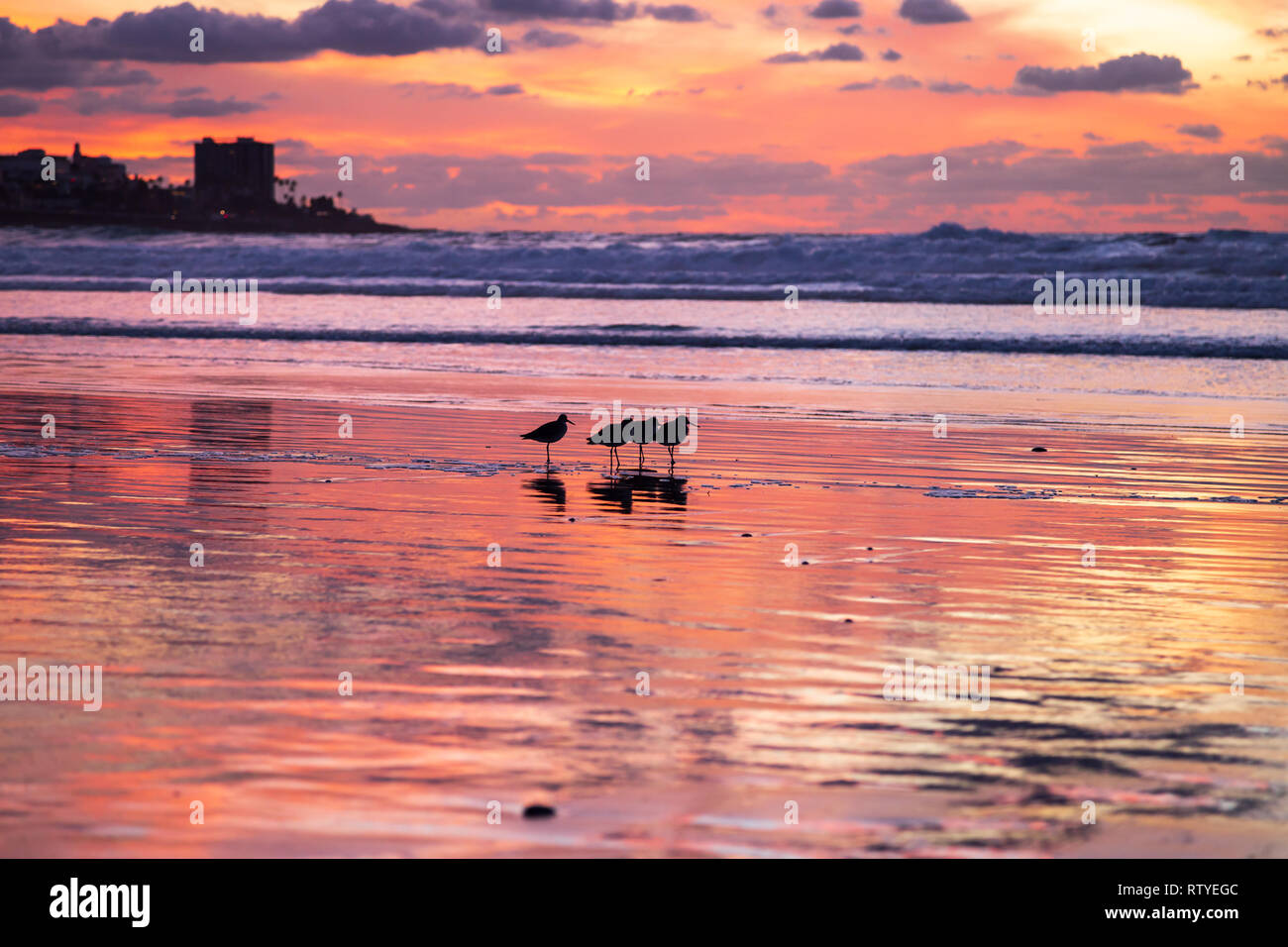 Vista tramonto a La Jolla Shores beach con quattro uccelli e red sky riflessa nella sabbia bagnata. La Jolla, San Diego, California, Stati Uniti d'America Foto Stock