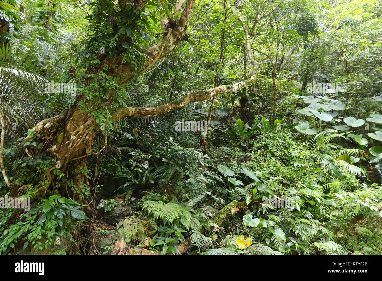 Taiwan jungle. Taroko National Park di Taiwan. La lussureggiante foresta pluviale della flora. Foto Stock