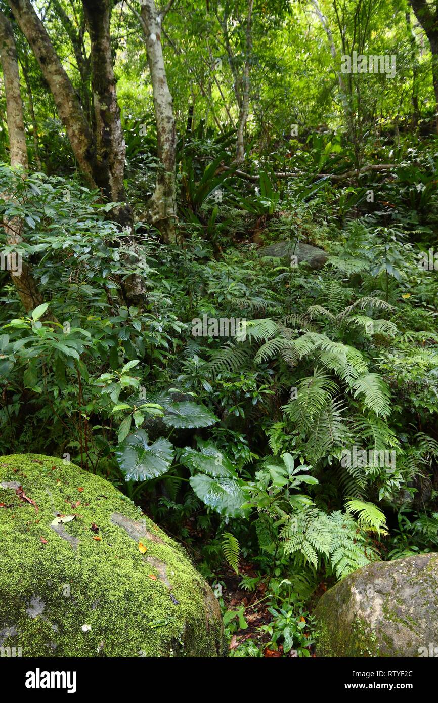 Taiwan jungle. Taroko National Park di Taiwan. La lussureggiante foresta pluviale della flora. Foto Stock