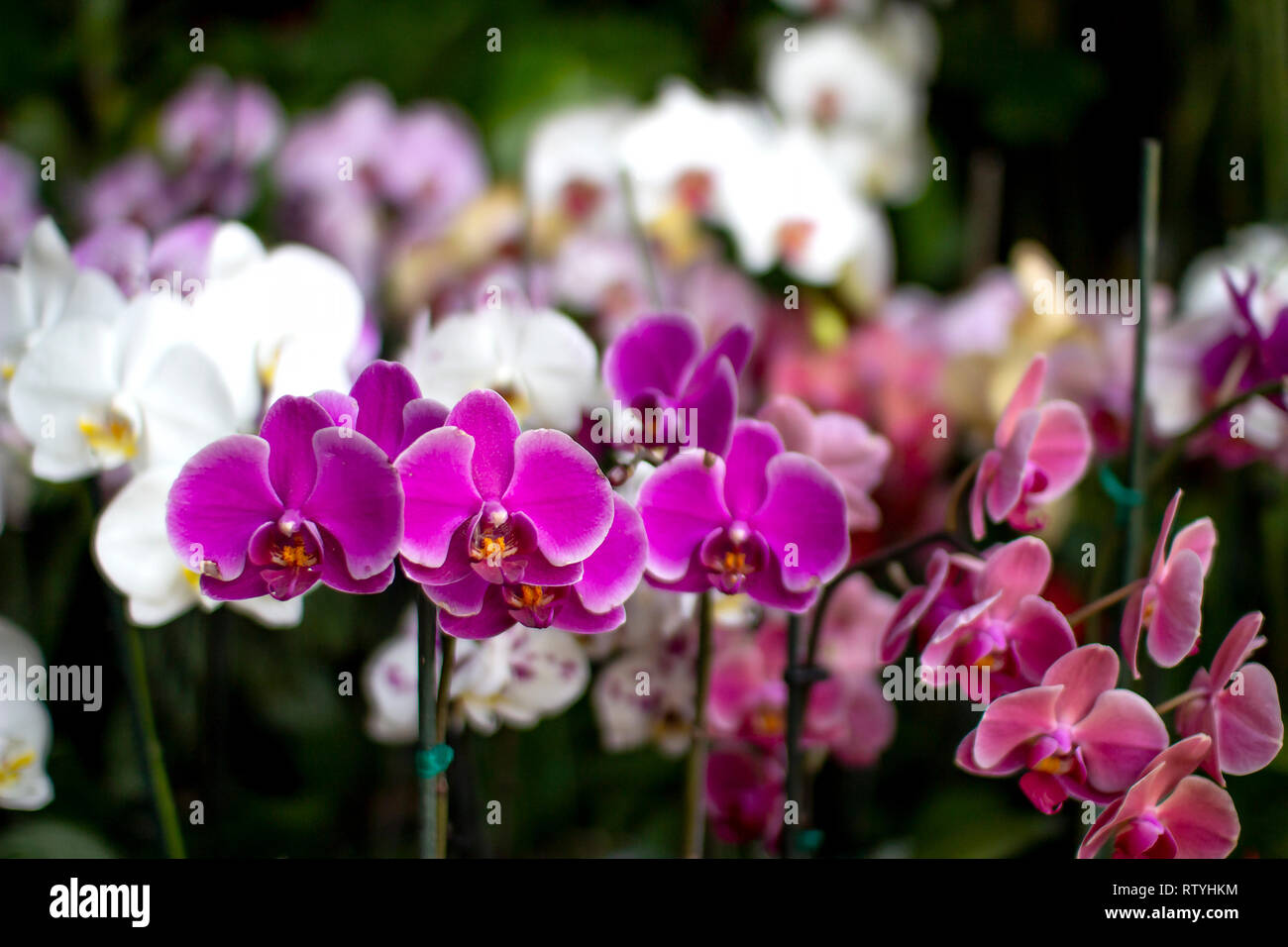 Close up di belle piccole orchidee di diversi colori con fiori sfocata sullo sfondo, concetto di primavera Foto Stock
