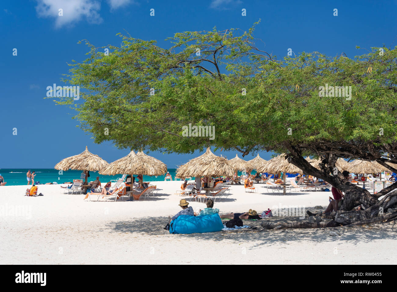 Vista sulla spiaggia che mostra l'albero di Divi Divi, Eagle Beach, Oranjestad District, Aruba, ABC Islands, Leeward Antille, Caraibi Foto Stock